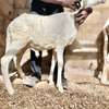 Moutons Ladoum thumb 5