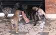 Chiots Boerbel  fauves et bringer