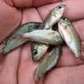 POISSON ALVIN
