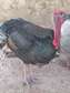 Poulets de chair et dinde en vente