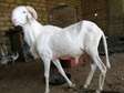 Mouton ladoum