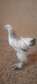 Des poulets de race
