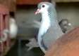 Pigeon Lahore lavande ❤️‍🩹