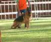 Berger Allemand Femelle