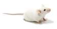 souris blanche