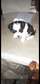 Caniche bichon maltais