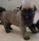 Chiots Berger Grande Taille