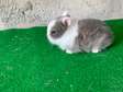 Lapin nain