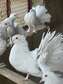 Pigeon paon blanc huppé
