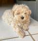 Vente des chiots bichons pures races