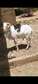 Mouton tabaski