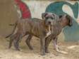 Chiots cane corso