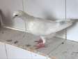 pigeon Mâle blanc