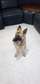 Chiot berger allemand