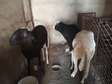 Vendre des ladoumes