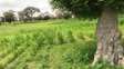 Terrain Agricole de 20 hectares à Thiénaba