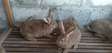 Lapins de 3mois a vendre