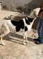 Moutons pour la tabaski
