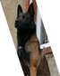 Chiots Belger malinois