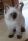 Chaton himalayen siamois