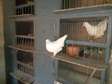 Cages spéciale élevage pigeons