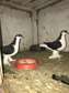 1 pair de pigeon (race Lahore)