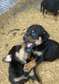 Chiots Rottweiler pur sang naissance 30 Mai 2023