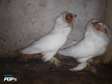 Un pair de Pigeon race capucin
