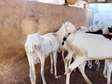 Moutons ladoum