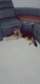 Chiot berger allemand