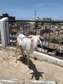 Mouton à vendre