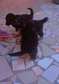 Vente de Chiots Berger allemand
