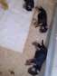 Berger allemand en vente