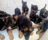 Chiots berger allemand pure race