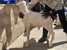 Moutons Ladoum