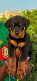 Chiot Rotweiller mâle et femelle