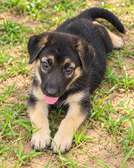 Chiots Berger Allemand vaccinés avec carnet