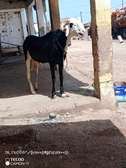 Moutons A Vendre