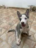 Chiot Husky Sibérien