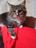 Maine Coon