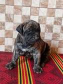 Chiots Presa Canario
