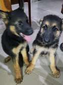 Chiots berger allemand