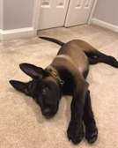 Magnifiques chiots berger belge malinois charbonnés