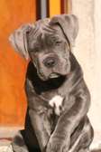 Cane corso