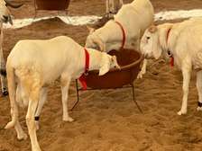 Mouton de tabaski de qualite
