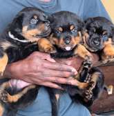 Chiots Rottweiler