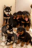 Rotweiller et husky
