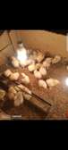 Poussins Brahma