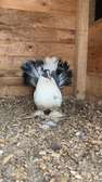 Pigeon paon