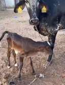 Vache girolando